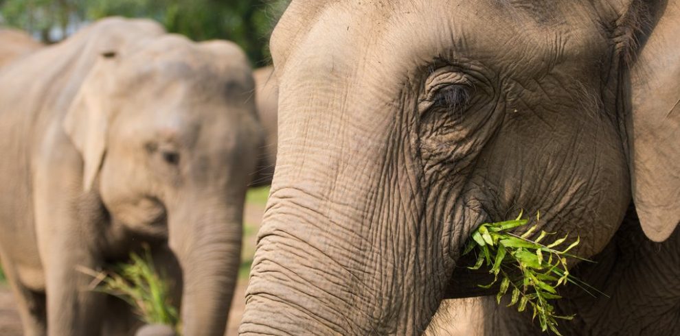 The-elephant-at-Tiger-Tops